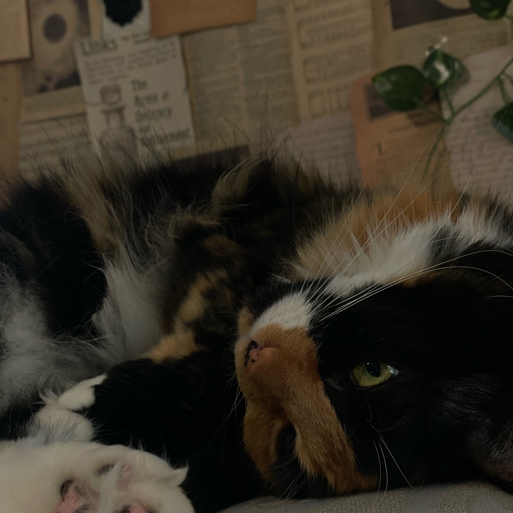 Meet your Posher, Kayleesafk